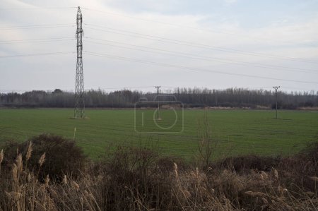 Green field with electric poles near forest