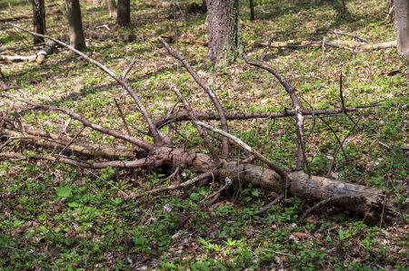 Antiguo tronco de árbol yace en el suelo en el bosque.