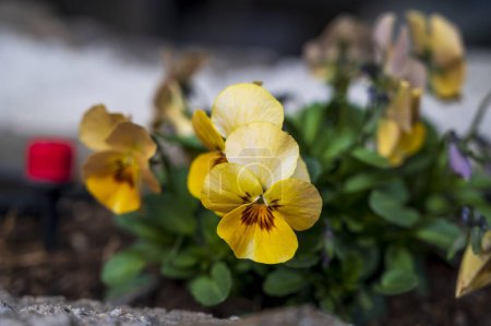 Foto de Primer plano de la flor amarilla de Viola douglasii con fondo borroso - Imagen libre de derechos