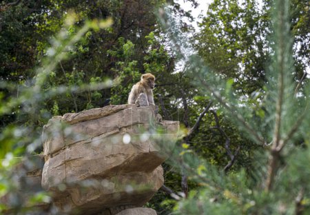 Berberaffe sitzt hoch oben auf einem Felsen in einem grünen Wald.