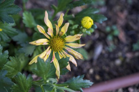 Téléchargez les photos : Fleur jaune et bourgeon de Tetragontheca repanda plante avec fond flou - en image libre de droit