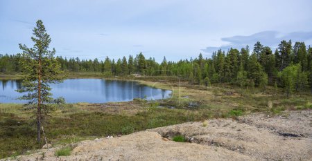 Foto de Hermoso pequeño lago rodeado de prado en bosque de coníferas - Imagen libre de derechos