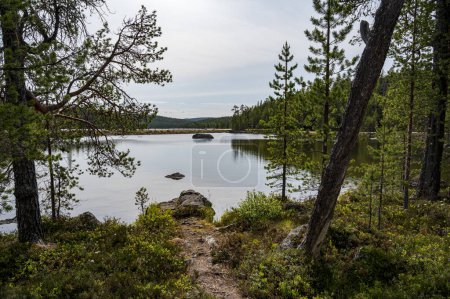 Foto de Hermosa vista del lago rodeado de bosque de coníferas, hierba y carretera - Imagen libre de derechos