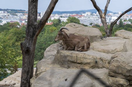 Barbary Sheep lies high on the rocks in the forest. In the background is a view of the city.