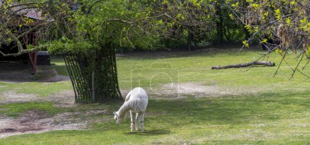 White llama is grazing on green grass