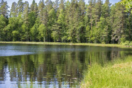 Foto de Lago en bosque verde con orillas cubiertas de hierba - Imagen libre de derechos