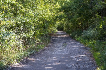 Unpaved road through dense green forest.