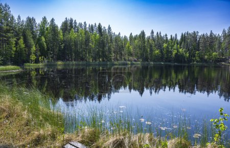 Foto de Lago en bosque verde con cielo azul - Imagen libre de derechos