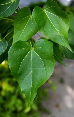 Detail of green leaf of Thespesia populnea. Dark blurred background.