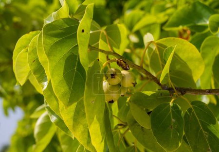Detail der grünen Blätter und Früchte der Pflanze Cordia subcordata. Unklarer Hintergrund.