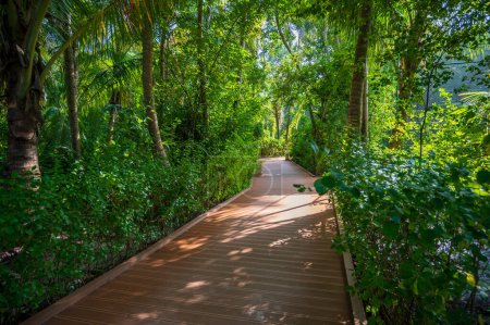 Wooden walkway in a dense tropical forest. Sunny weather.