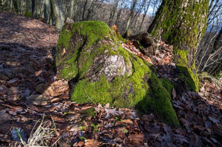 Stein mit Moos bedeckt im Herbstwald. Sonnenscheindauer.