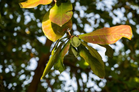 Detail von bunten Blättern und Früchten des Mandelbaums. Von der Sonne erleuchtet.
