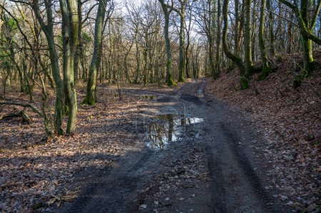 Crossroads of unpaved roads in the forest. Mud and puddles. Sunny weather.