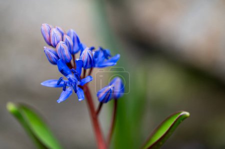 Detalle de flor azul de la planta Scilla Bifolia. Fondo borroso.