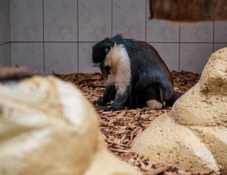 Roloway monkey sits in enclosure