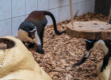 Roloway monkey stands in enclosure