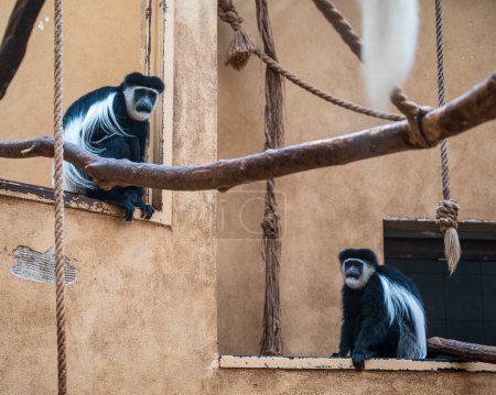 Deux mignons singes Roloway assis sur le rebord sur le mur de la maison.