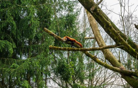 Foto de Lindo panda rojo miente y descansa en lo alto del árbol. - Imagen libre de derechos