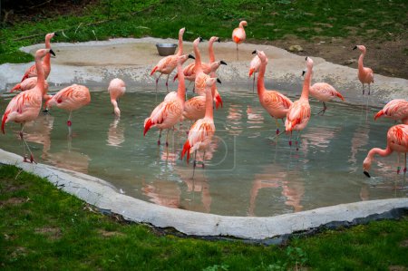 Flock of flamingos in small concrete lake.