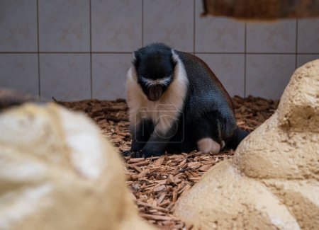 Roloway monkey sits in enclosure