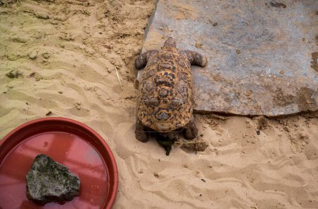 Leopardenschildkröte sonnt sich im Sand. Blick von oben.