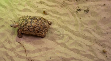 Leopardenschildkröte sonnt sich im Sand. Blick von oben.