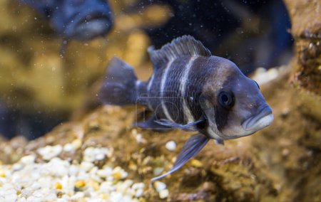 Detail of gray fish Cyphotilapia frontosa. Blurred background.