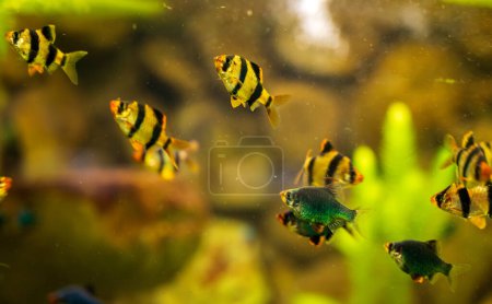 Detail of colorful fish Puntius tetrazona green. Blurred background.