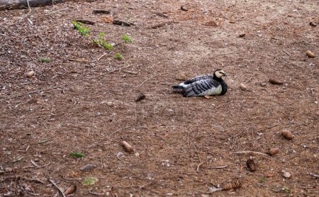 Barnacle goose lies and rests on the ground. Relax.