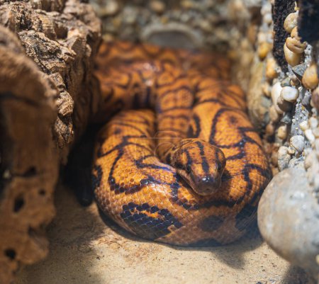 Detail of head of large orange Rainbow boa snake. Blurred background.