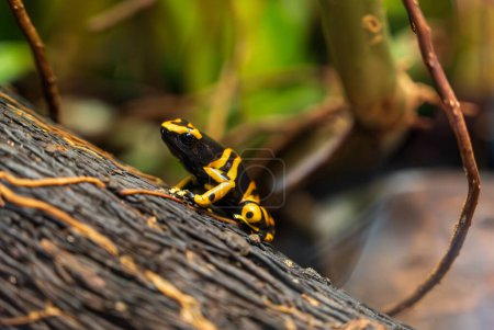 Black and yellow Dendrobates leucomelas sits on tree trunk.