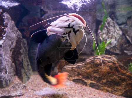 Lower body and head of Redtail catfish. Blurred background.