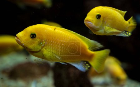 Detail of yellow Metriaclima lombardoi Mbenji fish. Blurred background.