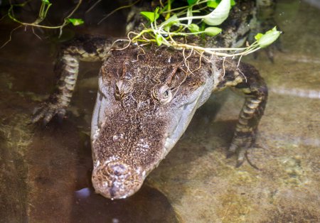 Detail of head of Siamese crocodile in the water.