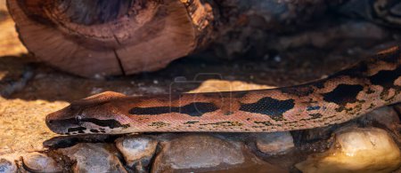Detail of the Dumeril's boa snake's head. Blurred background.