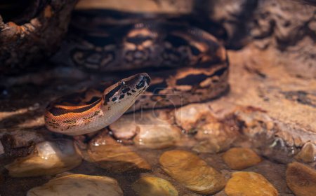 Detail of the Dumeril's boa snake's head. Blurred background.