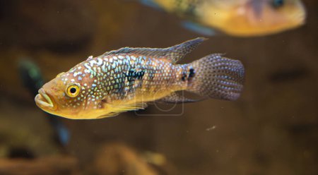 Detail of silver Firemouth cichlid fish. Blurred background.