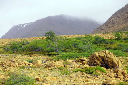 Samotna żyrafa w sawannie podczas pory suchej z górami w oddali
