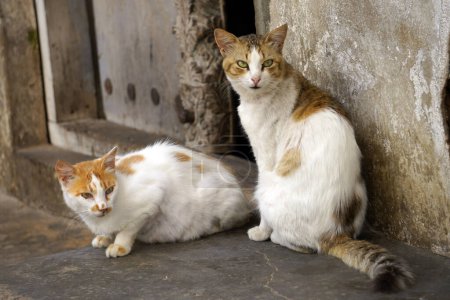 Zwei Katzen sitzen auf einer Stufe neben einer geschnitzten Holztür in der Stone Town von Sansibar