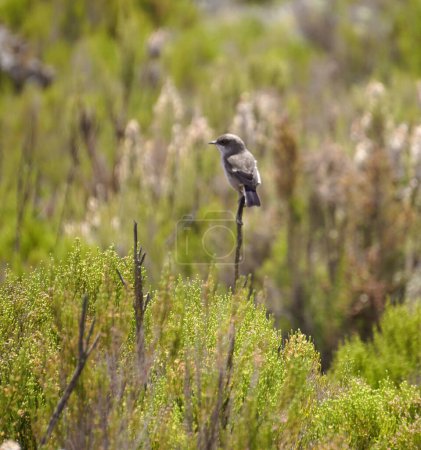 Kleiner Vogel auf einem Ast am Waldrand in der Nähe des Viktoriasees