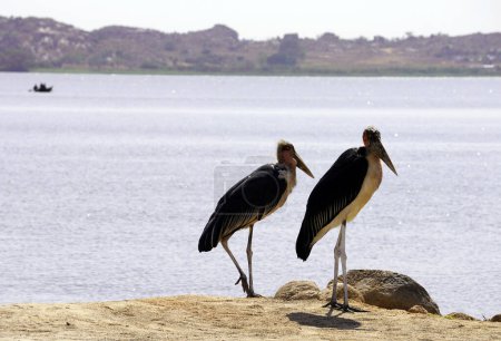 Pair of marabou storks on the shore of Lake Victoria with a small boat in the distance