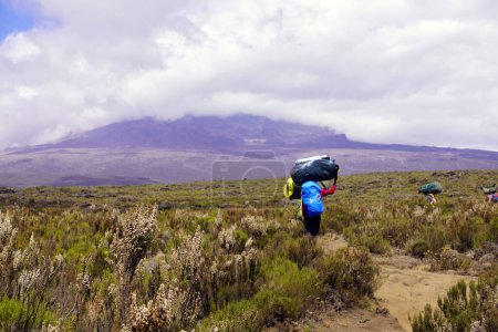 Photo for Porter heavily laden with supplies trekking across a plateau towards the summit of Mount Kilimanjaro - Royalty Free Image