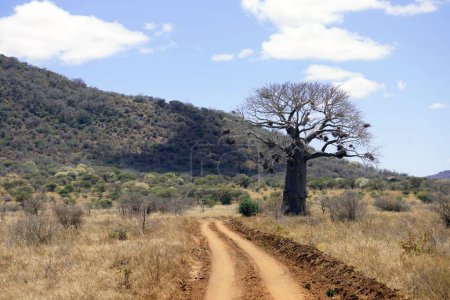 Baobab-Baum neben einem Weg durch die Savanne im Nordosten Tansanias
