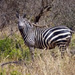Curious zebra in a forest clearing during dry season