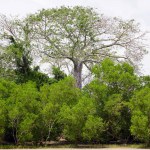 Ancient baobab tree towers over other trees on an island off the coast of northern Tanzania