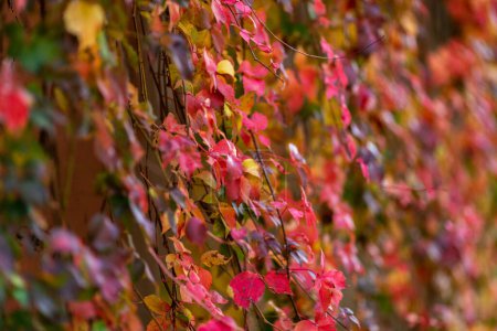 Photo for Colorgul leafs growing on a wal with beautiful colors in the fall. I found this in Bad Radkersburg Austria in a small street - Royalty Free Image