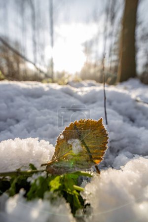 Téléchargez les photos : Une feuille verte gelée posée sur un sol sale recouvert de neige dans une belle matinée glaciale d'hiver. C "était la première neige en décembre et ensoleillée - en image libre de droit