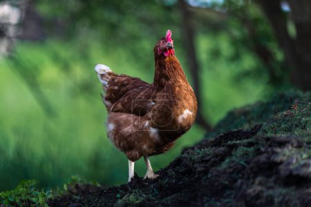 A portrait of a chicken. It lives in free range on a farm