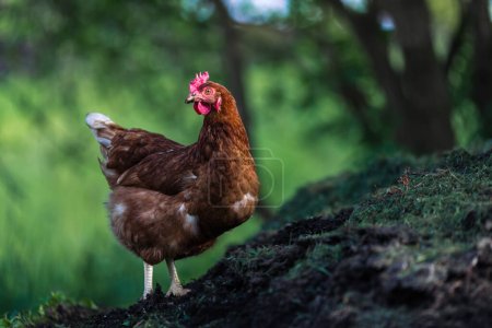 Un retrato de un pollo. Vive en un campo libre en una granja
